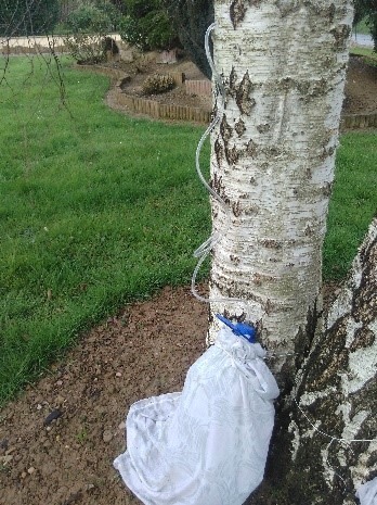 Récolte traditionnelle de la sève de bouleau au printemps avec système de collecte