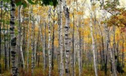 Forêt de bouleaux au début du printemps, symbole de renouveau et de circulation de la sève