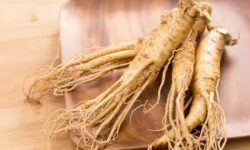 Ginseng plante adaptogène