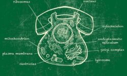 la cellule - fondement de notre corps